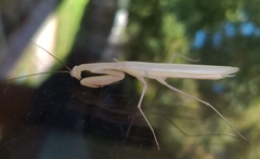 Mantodea