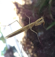 Mantodea