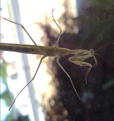 Mantodea