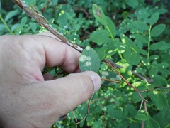 Exobasidium maculosum