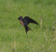 Hirundo rustica erythrogaster