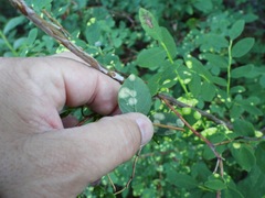 Exobasidium maculosum