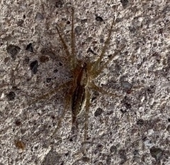 Araneae