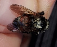 Bombus huntii