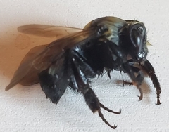 Bombus huntii