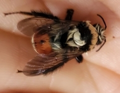 Bombus huntii