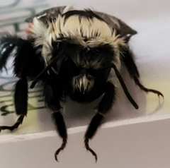 Bombus huntii