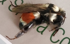 Bombus huntii
