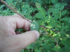 Exobasidium maculosum