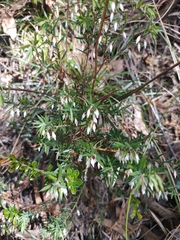 Styphelia setigera