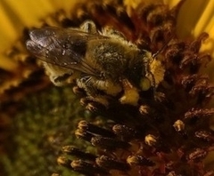 Megachile perihirta