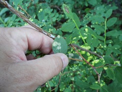 Exobasidium maculosum