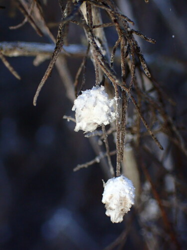 iNaturalist observation photo of Sagebrush Woolly Stem Gall Midge