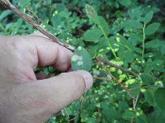 Exobasidium maculosum