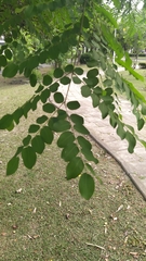 Adenanthera