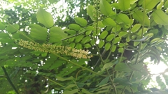 Adenanthera