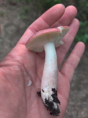 Russula