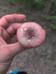 Russula