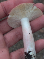 Russula