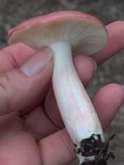 Russula