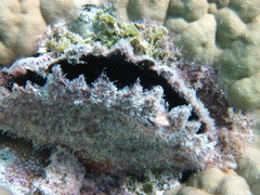 Pinctada margaritifera