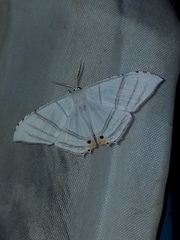 Epiplema albipennaria