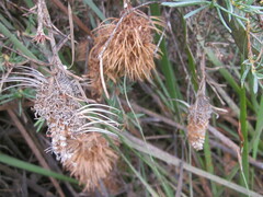 Banksia nutans
