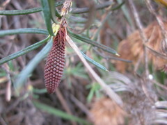 Banksia nutans