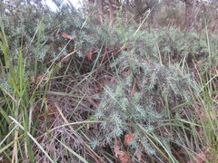 Banksia nutans