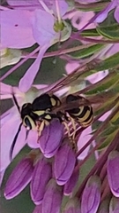 Vespula pensylvanica
