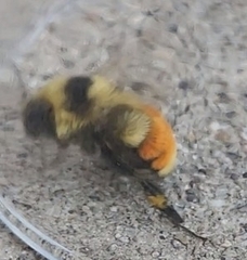Bombus