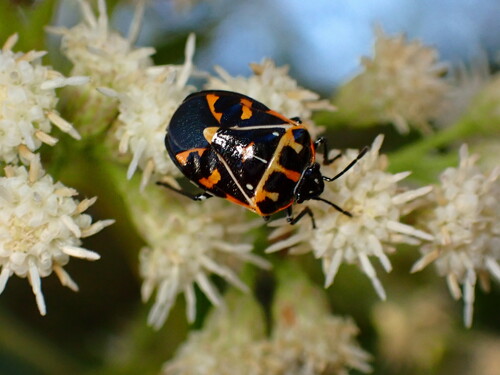 iNaturalist observation photo of Harlequin Bug