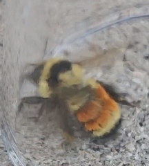 Bombus