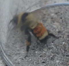 Bombus