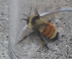 Bombus