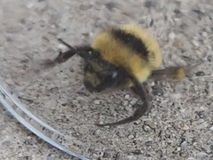 Bombus