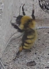 Bombus fervidus