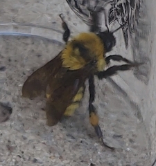 Bombus fervidus