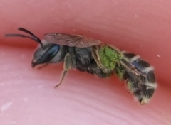Halictidae