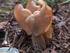 Helvella crispa