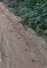 Tragelaphus sylvaticus sylvaticus