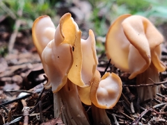 Helvella crispa