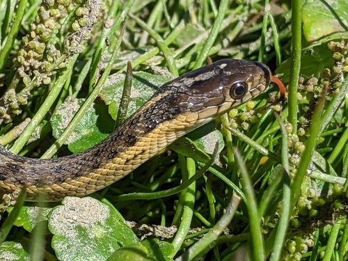 10 Facts About The Giant Garter Snake – Snake Radar