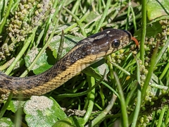 Thamnophis gigas