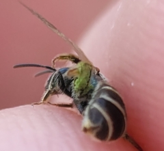 Halictidae