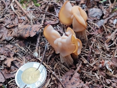 Helvella crispa