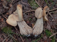 Helvella crispa