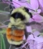 Bombus huntii