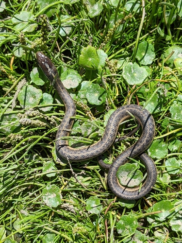 Giant Garter Snake