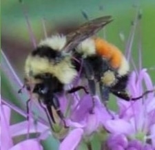 Bombus huntii